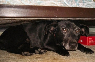 0871.dog-under-bed