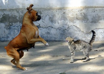 scared dog and cat