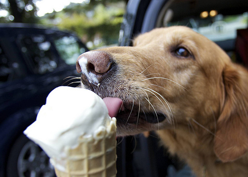 ice-cream-dog